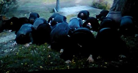 Монах и бес (2016) Монах и бес (2016)