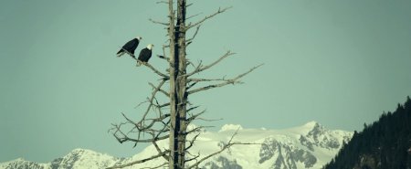 Сахарная гора (2016) Сахарная гора (2016)