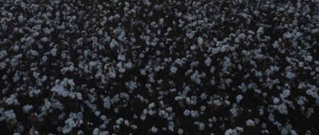 Рождение нации (2016) Рождение нации (2016)