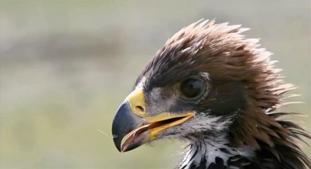 Охотница с орлом (2016) Охотница с орлом (2016)