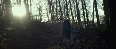 Шелли (2016) Шелли (2016)