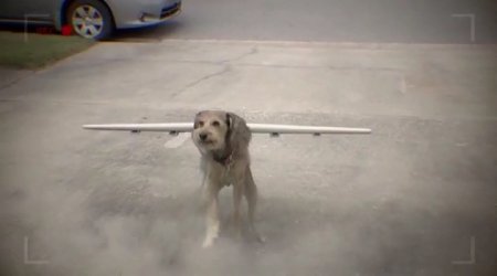 Робопёс. Авиационный (2017) Робопёс. Авиационный (2017)